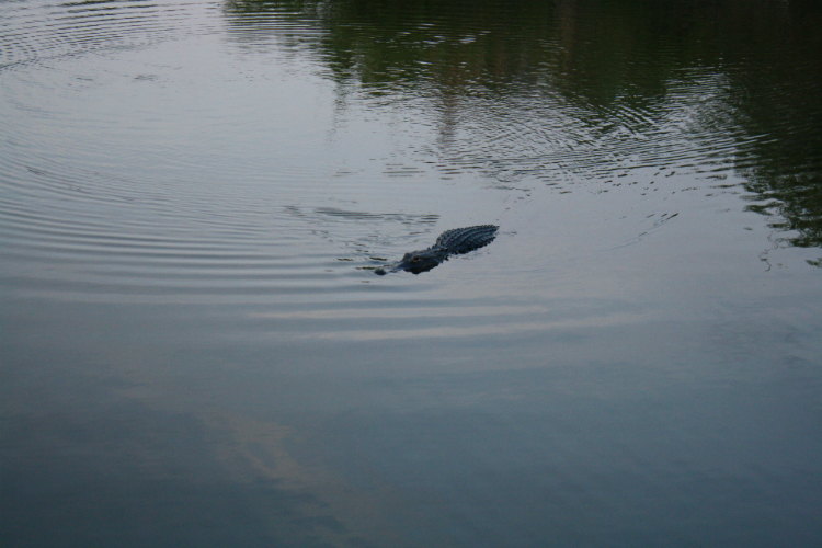 Everglades Alligator