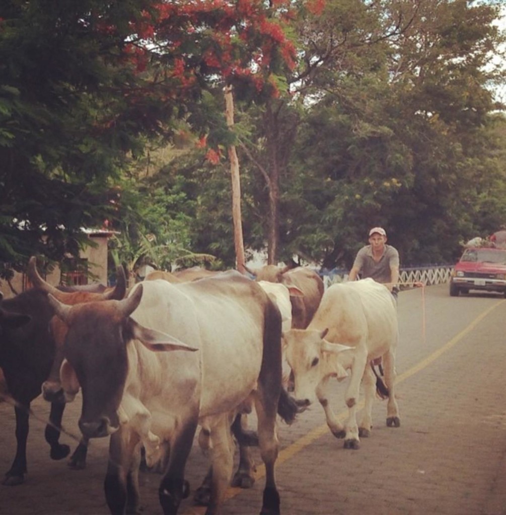 Nicaragua Cows 