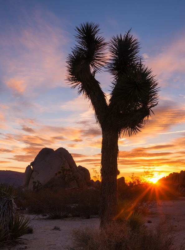 © Chrisboswell | Dreamstime.com - Joshua Tree Sunset Cloud Landscape California National Park Photo