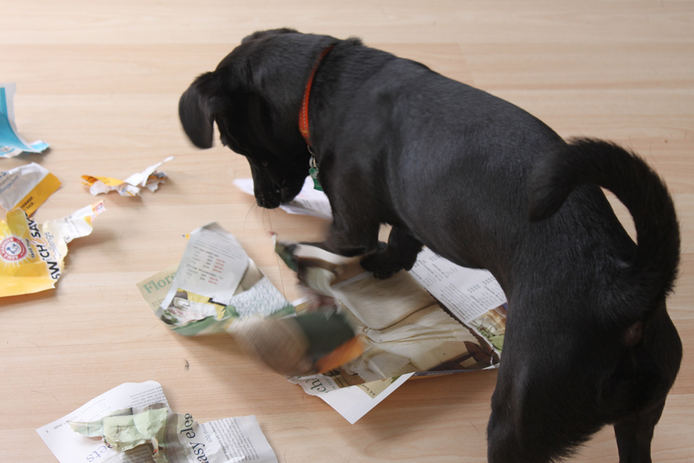 dog shredded paper
