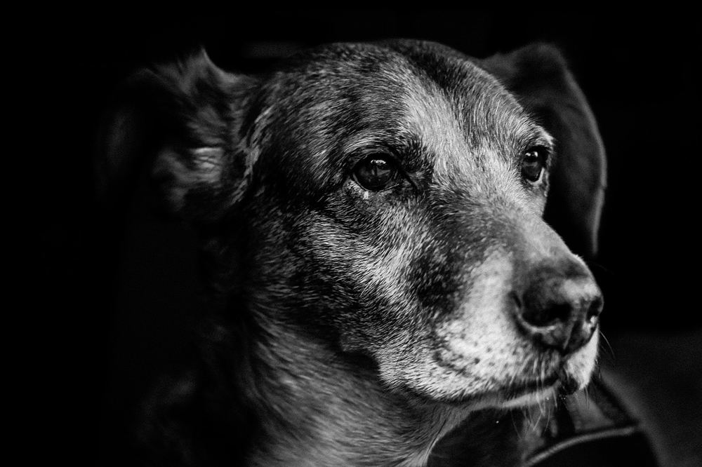 old dog black and white