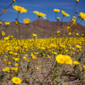 The Magnificent Beauty of Death Valley’s Super Bloom