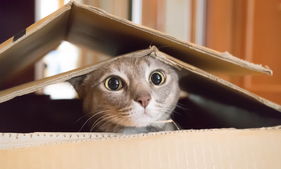 cat plays in box