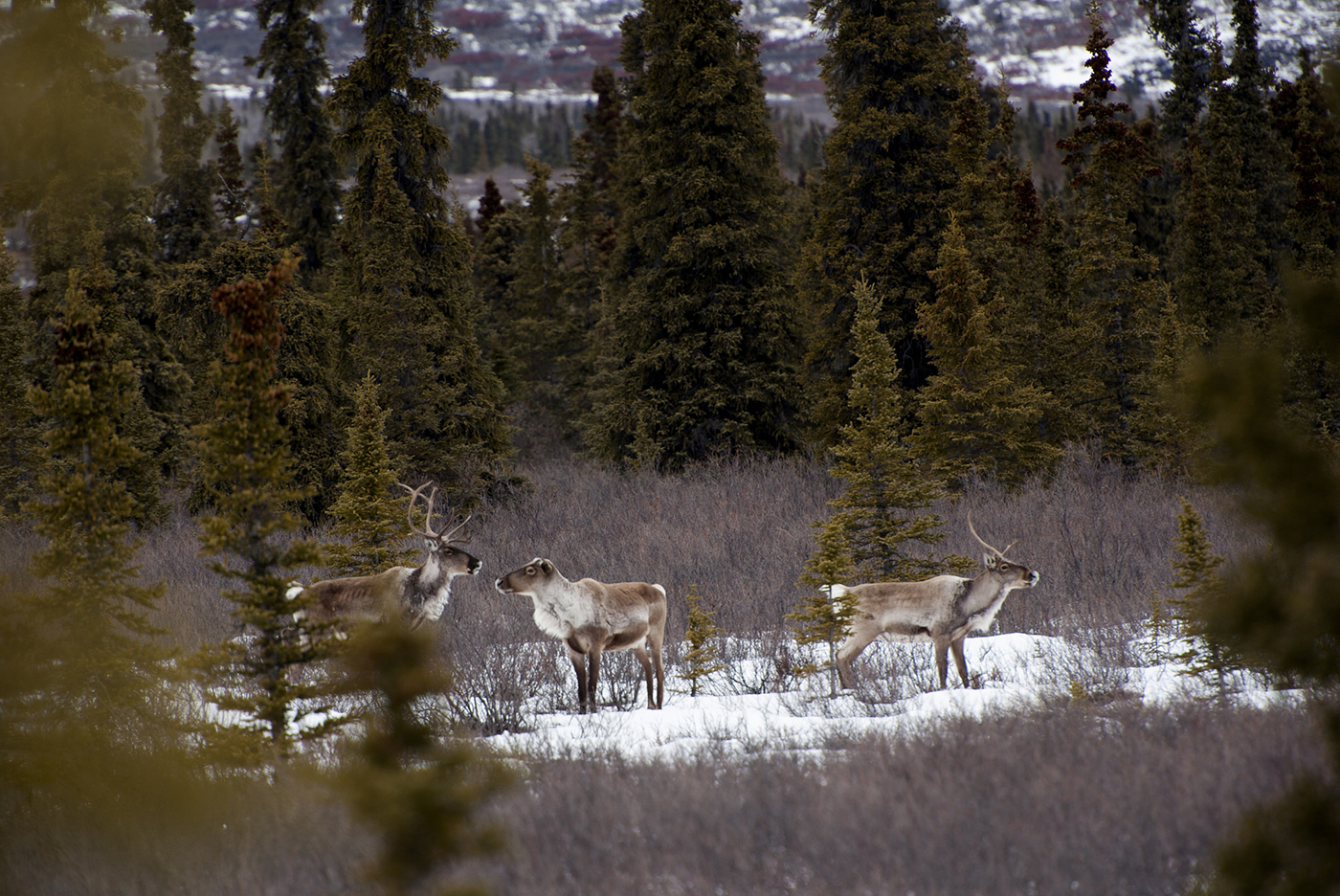 caribou in denali national park