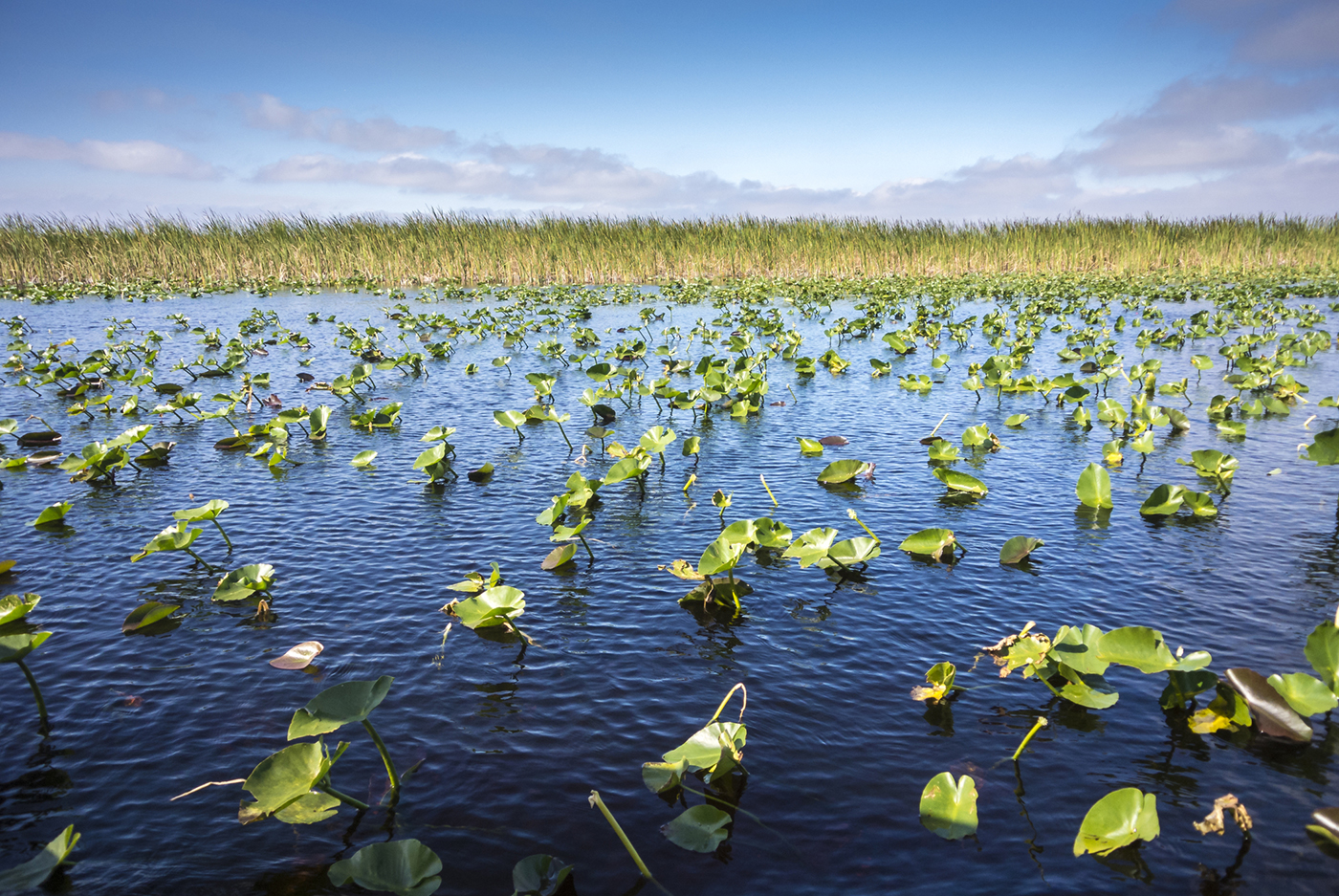 lily pads in the everglades