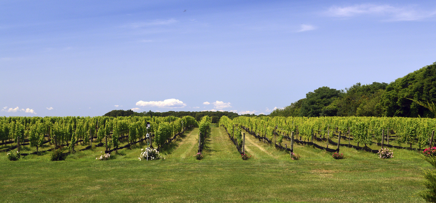 Vineyard in Long Island