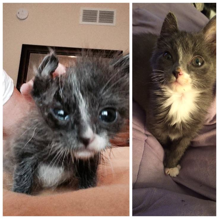Bella before and after rescue animal