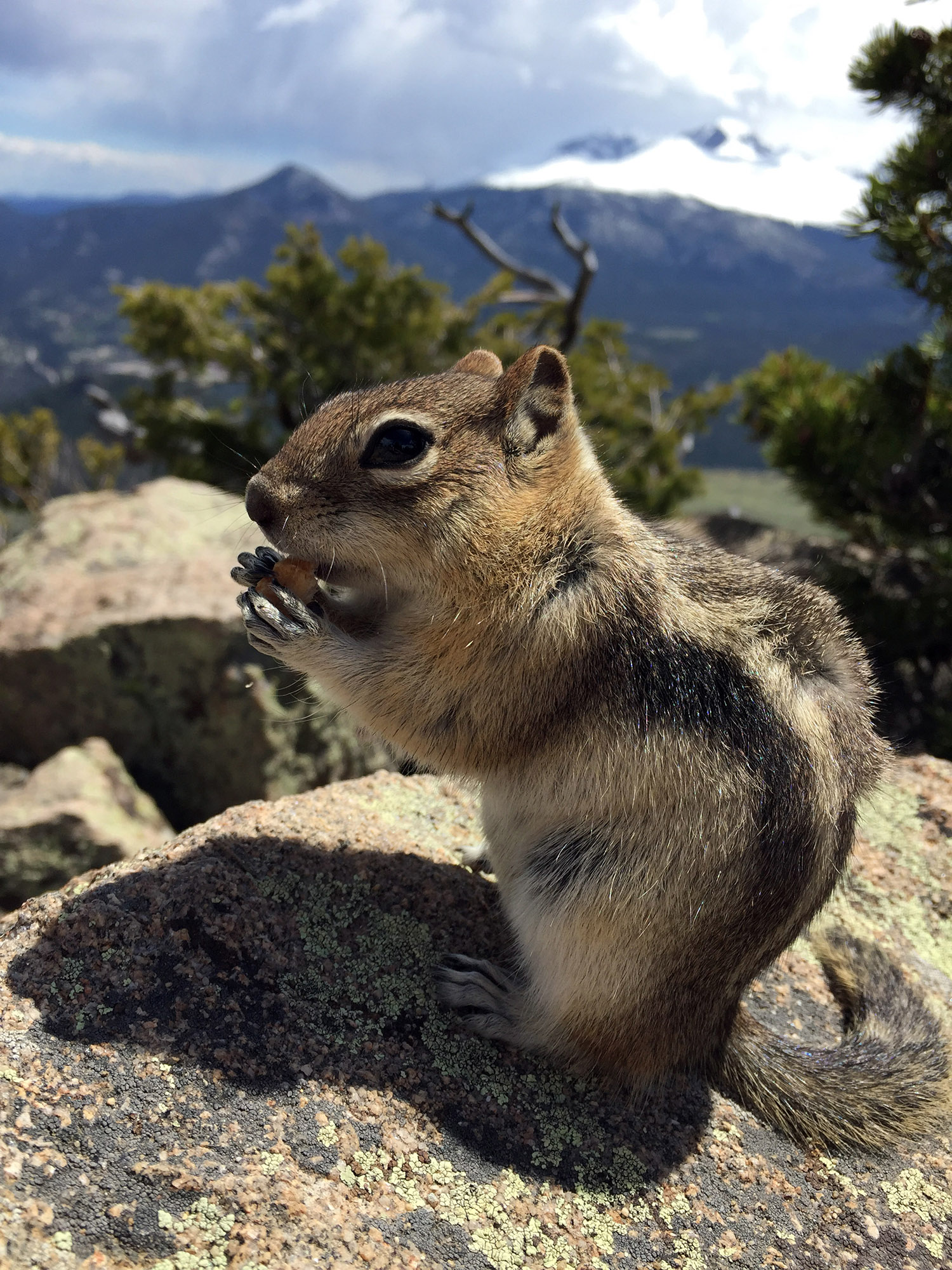 Rocky mountain squirrel