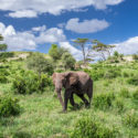 Tarangire: Tanzania’s Hidden Park for Elephant Lovers