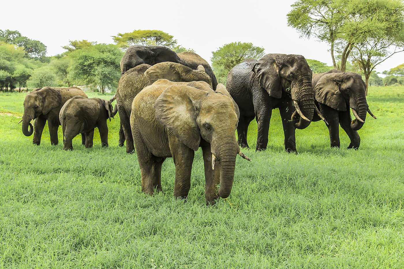 A family of African elephants in Tarangire National Park Tanzania on green grass savanna.