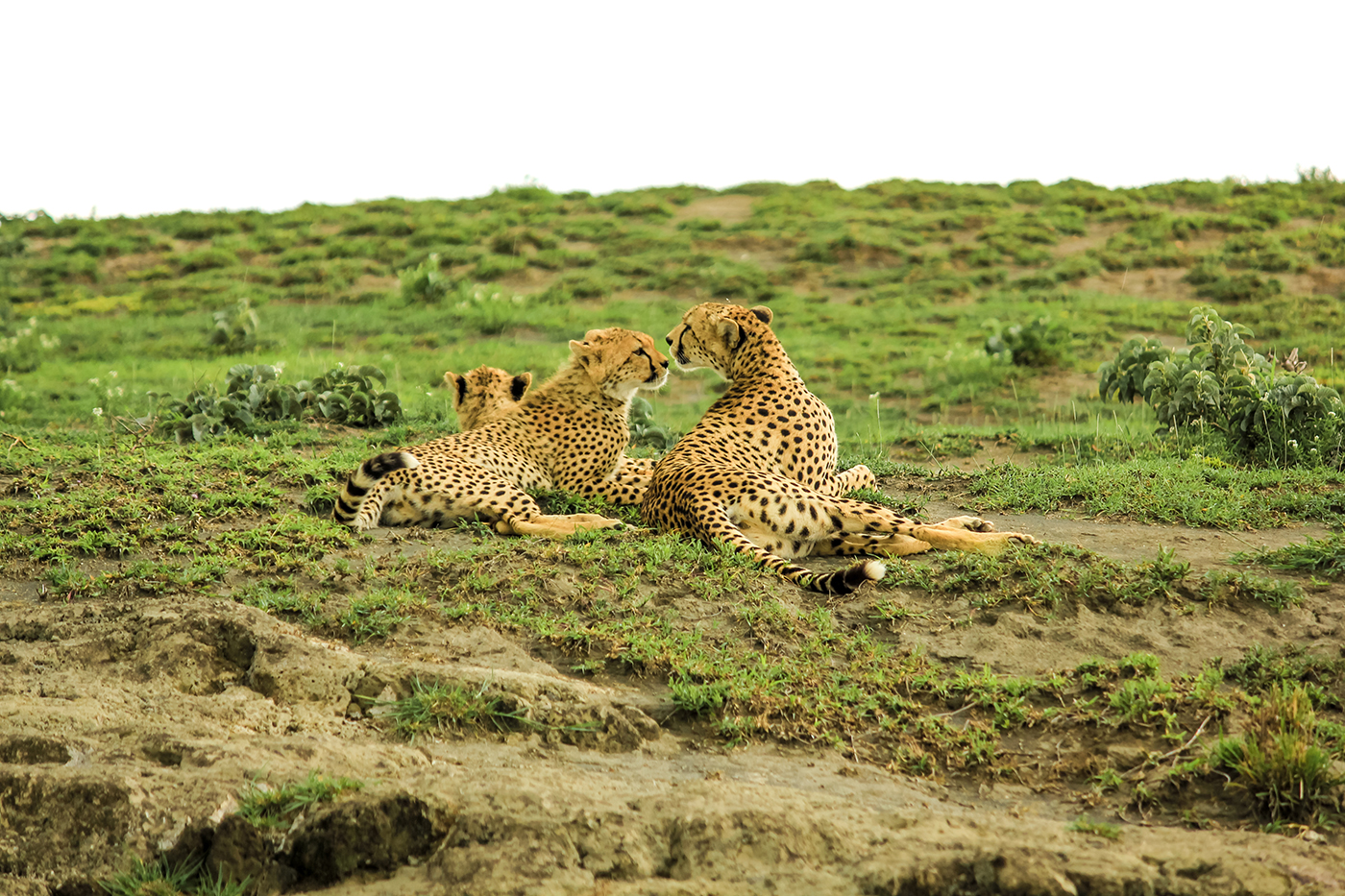 Two young cheetahs with their mother in Tarangire National Park, Tanzania Africa.