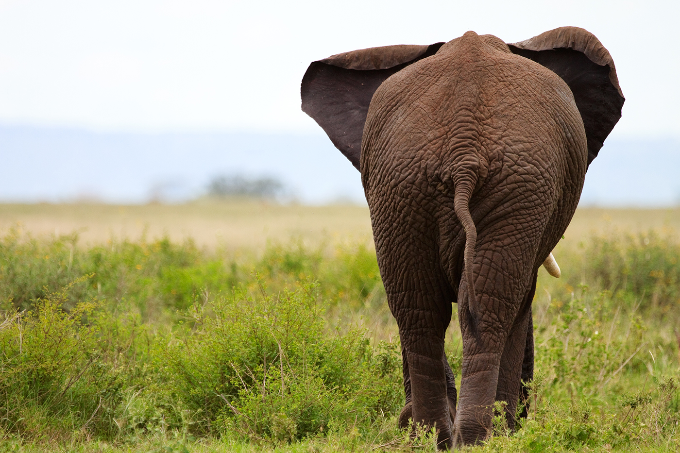 Elephant in Tarangire national park, Tanzania