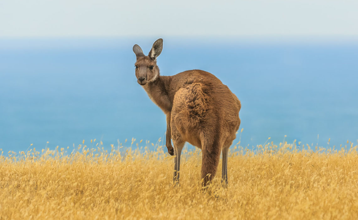 western australia kangaroo