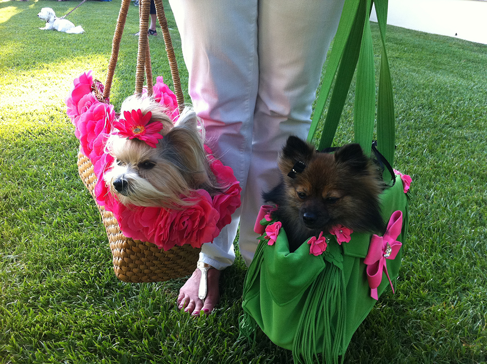 Yappy Hour Dogs in Purses