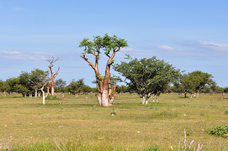 Etosha National Park Namibia Africa