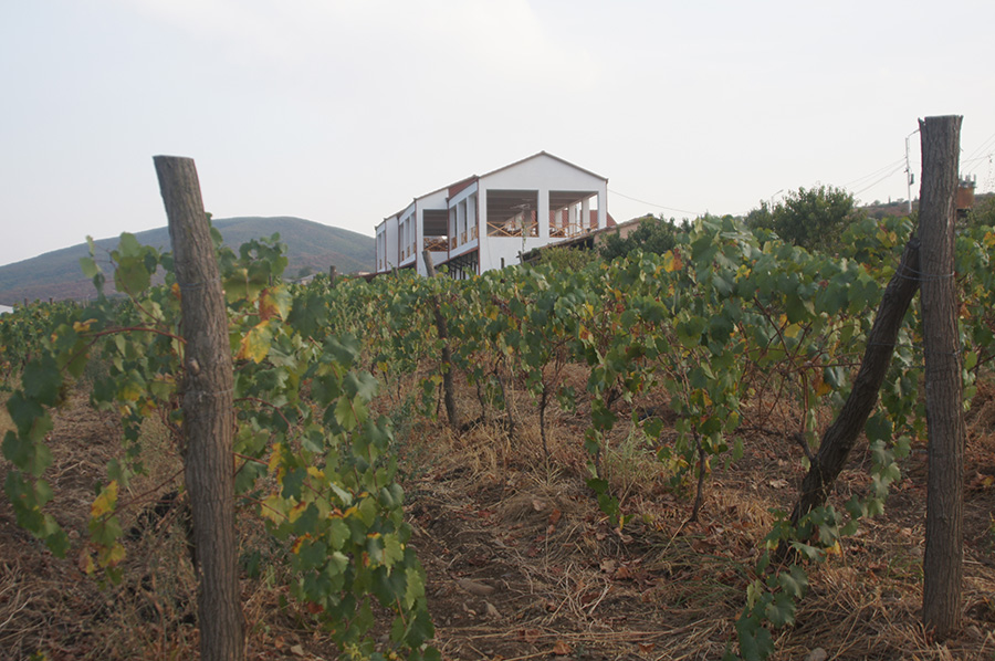 georgia vineyard