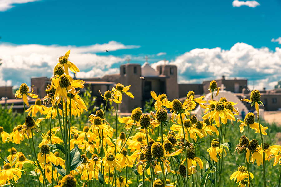 yellow flowers at taos pueblo new mexico