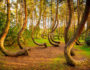 crooked forest